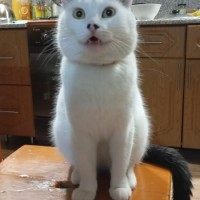 Пропал кот, 1год 5 мес , Пенза , Север
