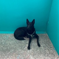 Найдена собака