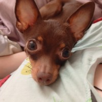 Пропала собака