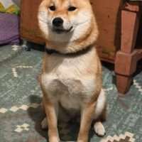 Найдено:  собака