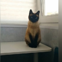 Потеряно:  кошечку кошка