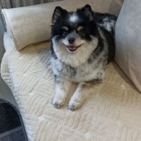 Срочно! Пропала собака!