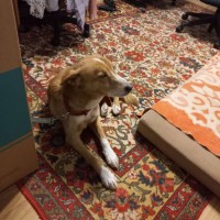 Найден рыжий кобель 01.01.2024 в районе Отрожки