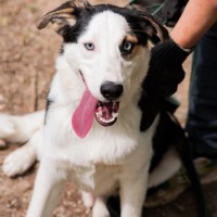 Собака в хорошие руки