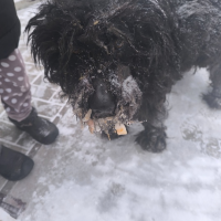 Найдено:  собака