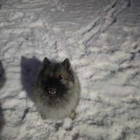 Потеряно:  собака