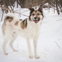 Собака в хорошие руки