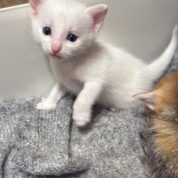 Отдам в добрые руки:  котенок