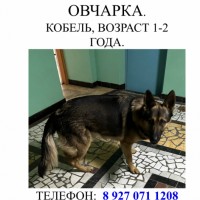 Найдена СОБАКА! ОВЧАРКА!