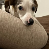 Пропала собака!