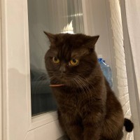 Разыскивается кот!