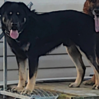 Найдено:  собака собака