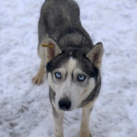 Отдам в добрые руки:  - хаски ева