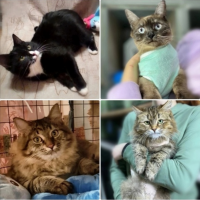 Отдам в добрые руки:  котьки