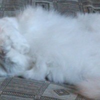 Пропал кот Мурзик Мурзя