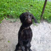 Потеряно:  собака дойч дратхаар