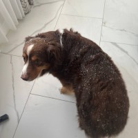 Пропал кобель Чили