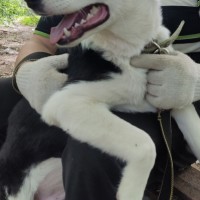 Собака в хорошие руки