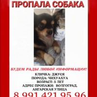 ПРОПАЛА СОБАКА