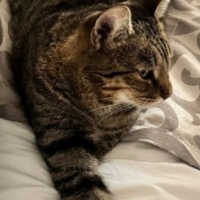 Потеряно:  кошка