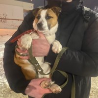 Пропал щенок