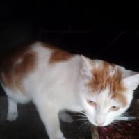 Отдам в добрые руки:  котик