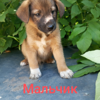 Отдам в добрые руки:  щеночек