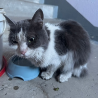 Отдам в добрые руки:  кот ( кошка кота кошку