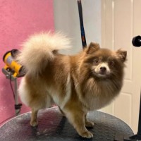 Пропала собачка