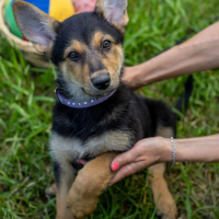 Отдам в добрые руки:  овчарки