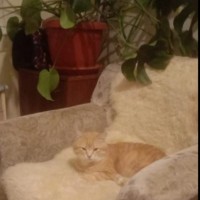 Пропал кот по кличке Рыжий,кастрирован.Пропал в районе ЖК"Рио" Лысая гора,