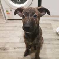 Отдам в добрые руки:  щенка