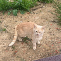 Потеряно:  котика