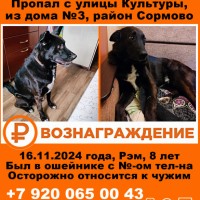 Потерялась собака. Прошу помощи в поиске