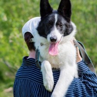 Собака в хорошие руки