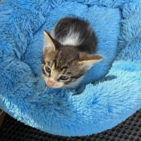 Отдам в добрые руки:  котят