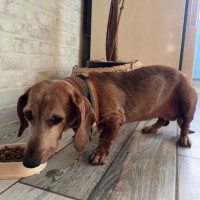 Нашлась такса