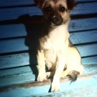 Найдена собака (щенок)