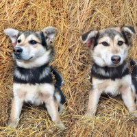 Отдам в добрые руки:  щенка