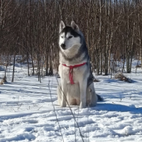 Потеряно:  собака