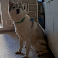 Потеряно:  собака