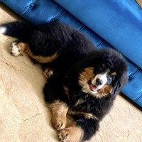 Потерян щенок