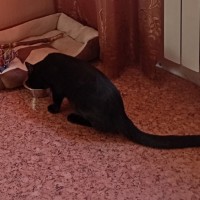 Потерялся Кот