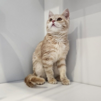 Найдено:  кошка