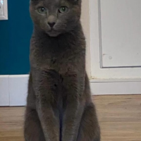 Потеряно:  кот кот