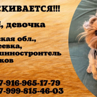 Потеряно:  собака собака