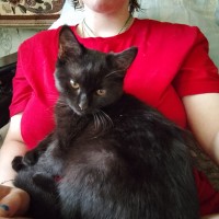 Хозяева потеряли питомца!