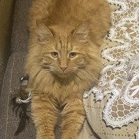 Пропал рыжий кот