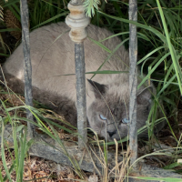 Найдено:  кошку