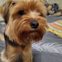 Пропала собака